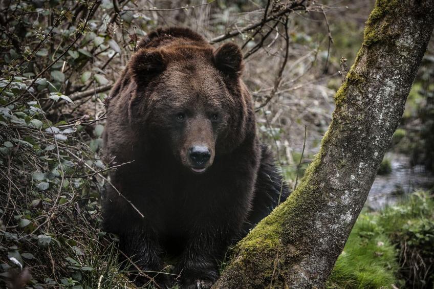 Landhaus Graf - foto 37