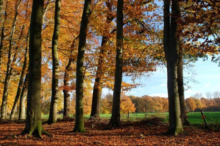 Huus in 't Hagt - foto 30