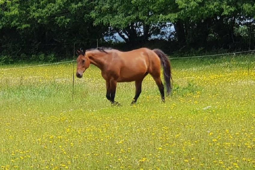Charmantes großes Cottage zwischen Land und Meer - foto 19