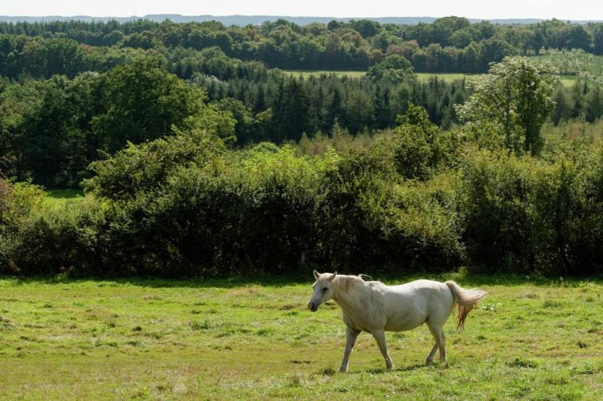 La Colline - foto 39