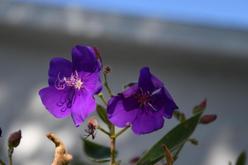 Familienfreundliche Villa nahe der Disney-Parks - foto 37