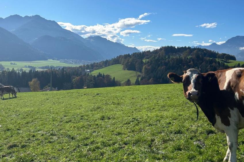 Wimmerhof - Appartement Bergsonne - foto 7