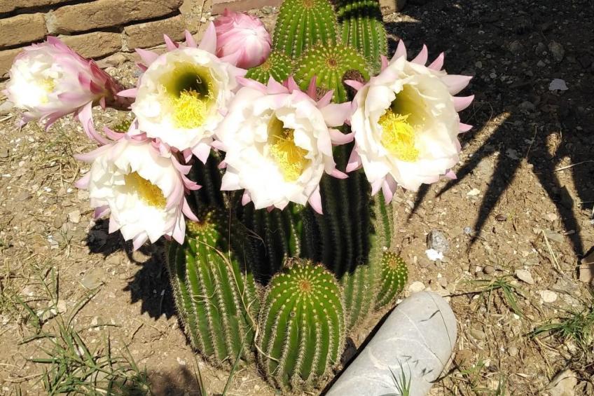 in Cilento, Caprioli,  mit Grill und Garten - foto 36