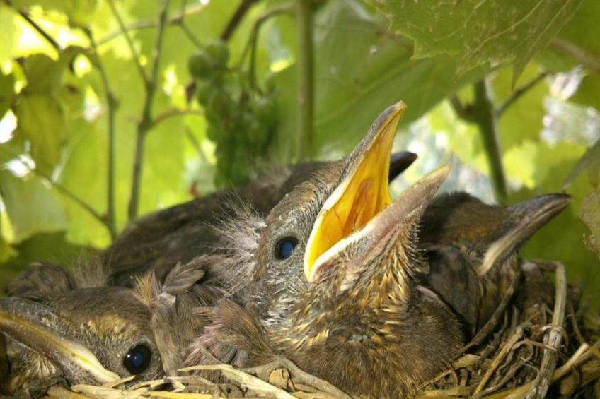 Pannonia M03 - foto 26