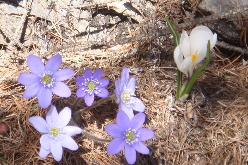 Tschlin Chasa La Resgia, (Tschlin) - foto 38