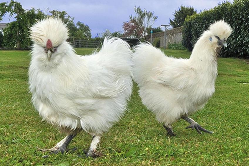 mit Terrasse - foto 21