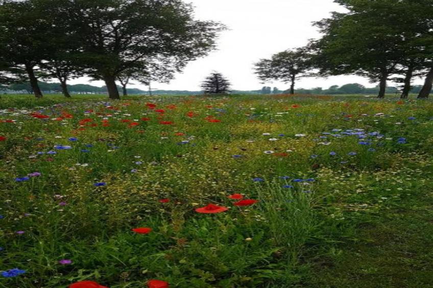 Vakantiepark De Pier - foto 40