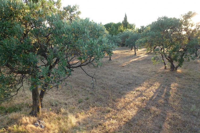 pin parasol - foto 46