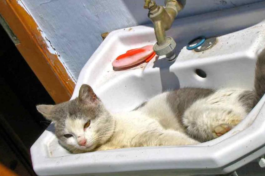 Casa Nicu - traditionelles Landhaus in Hirtendorf - foto 18