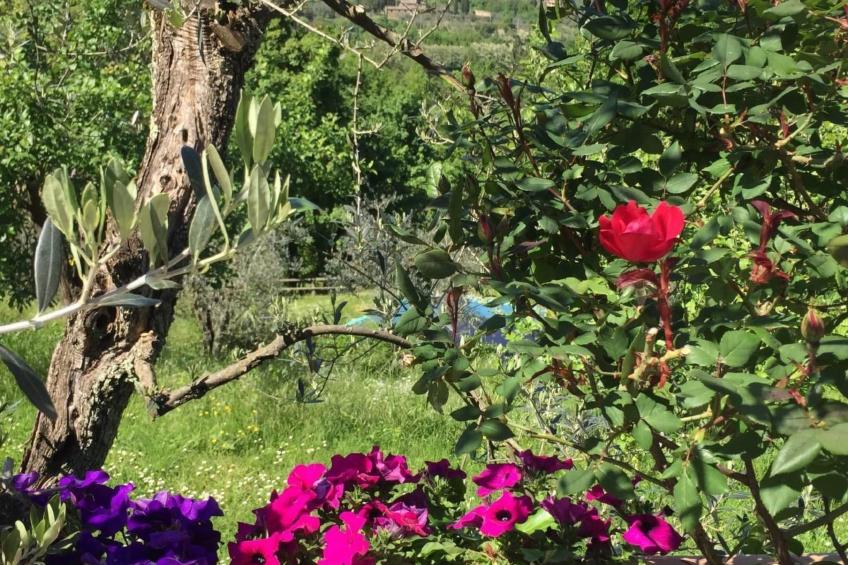 Wohnung in Monte San Savino mit Großem Grill - foto 25