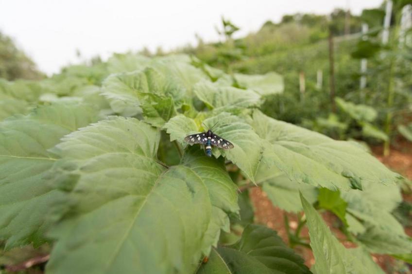 Villa Miki - foto 36