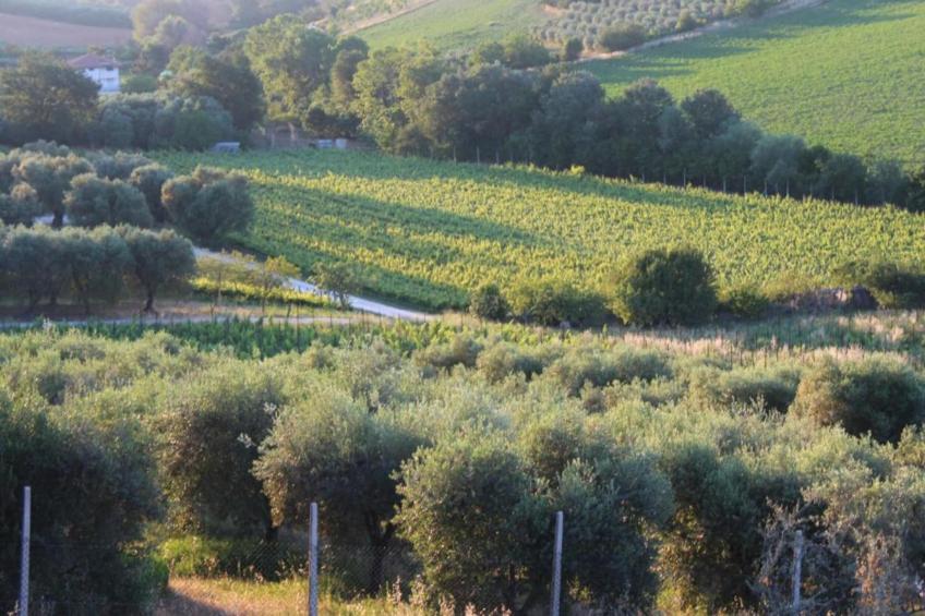 Olio - foto 32