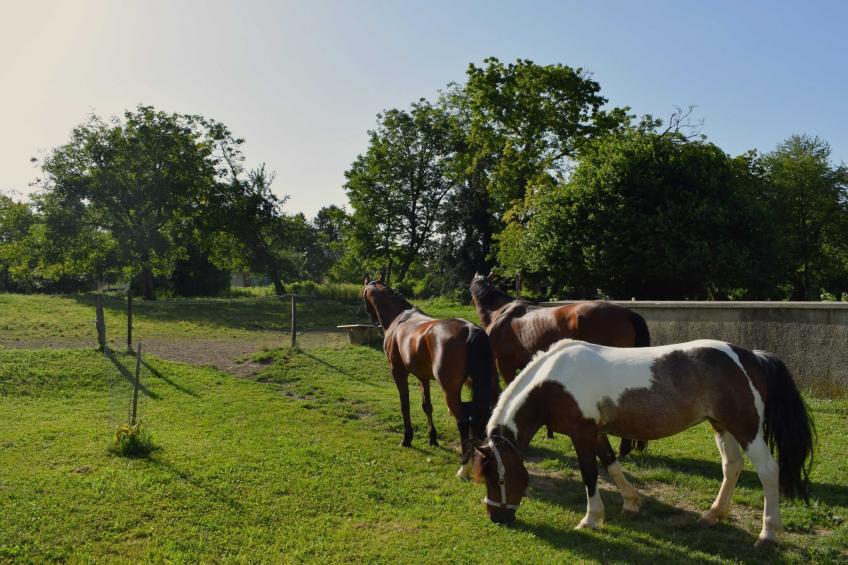 Zevnik Quiet Retreat with Stunning Views and Equestrian Activities - Triple Room with Private  Bathroom - foto 16