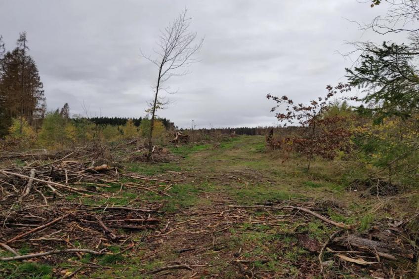 Ferienhaus in Hasselfelde - Haus 59 Blauvogel - foto 31