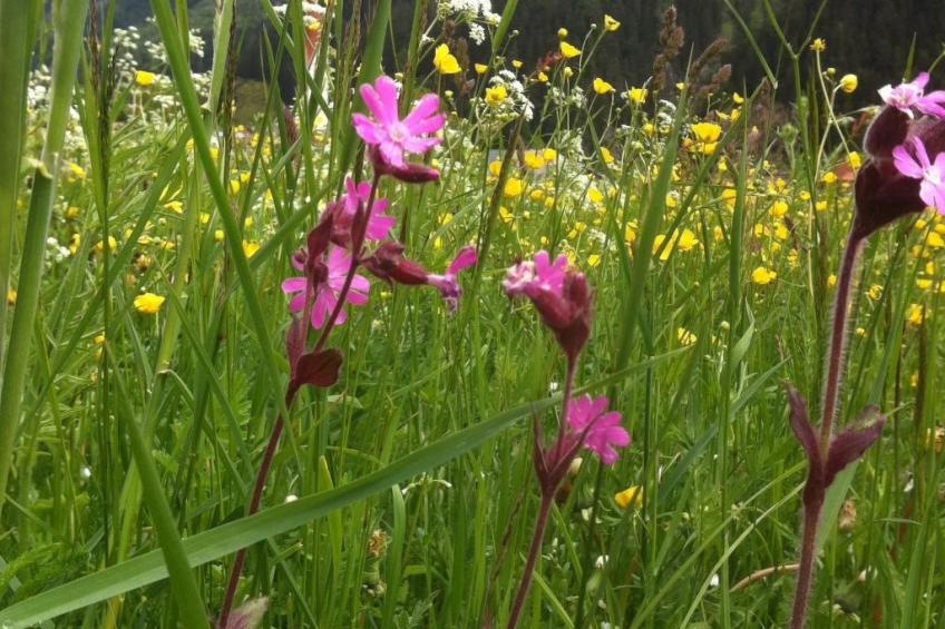 Alpenhof Sonne - foto 40