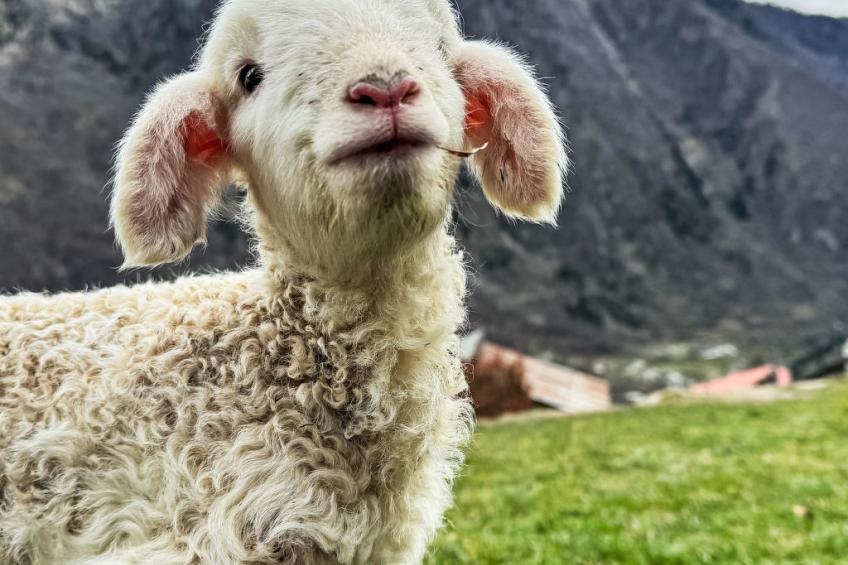 Chalet 'Casa al Pozzo' mit Bergblick - foto 26