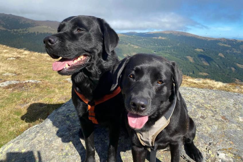 Kellerstöckl am veganen Bio-Lebenshof - Varm - the vegan Farm - foto 44