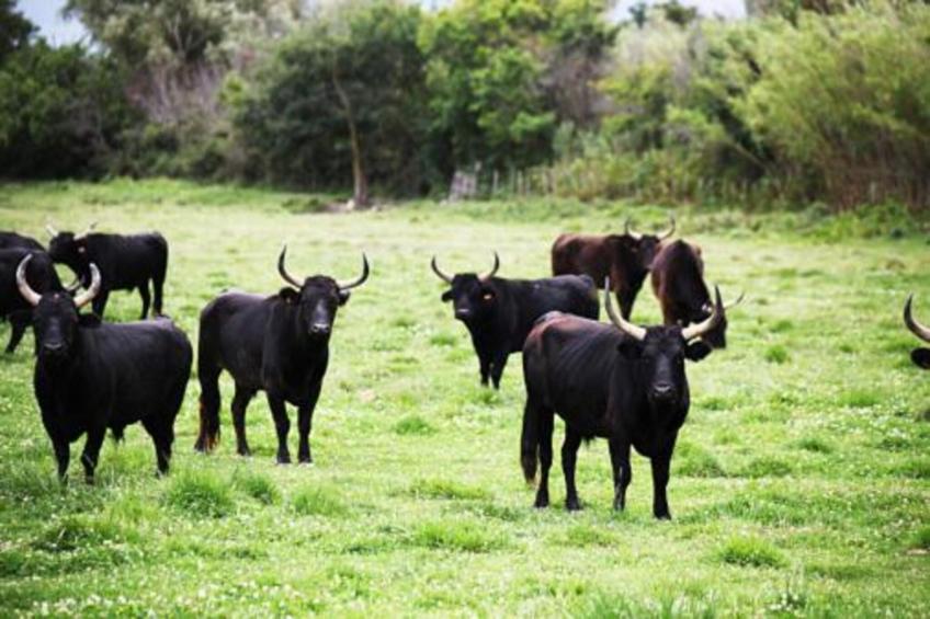 Maison de vacances - VIGNOL - foto 35