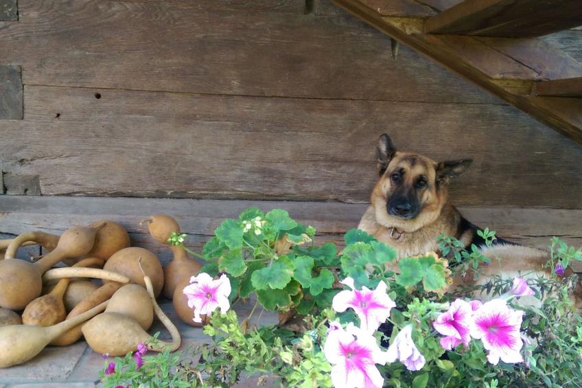 Ländlicher Tourismus - foto 18