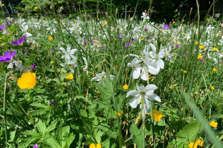 Les Narcisses,Blonay - foto 16