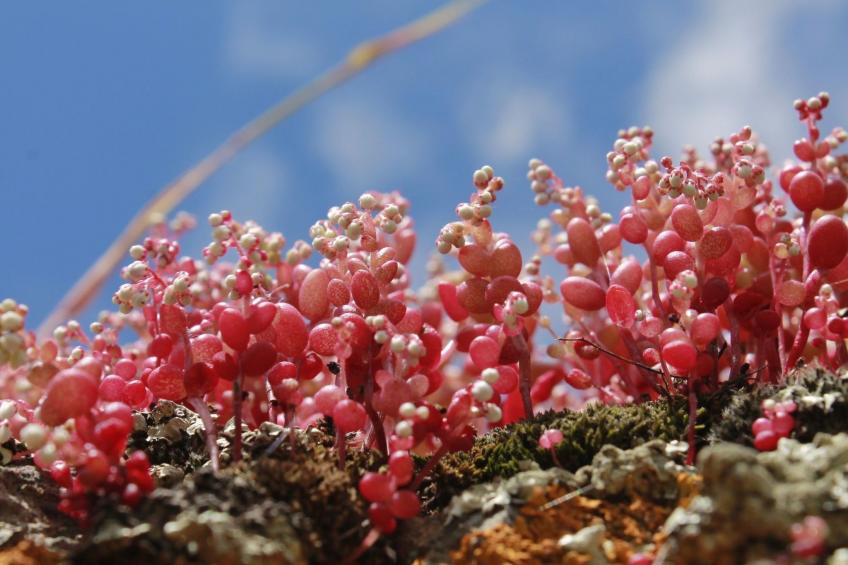 Stazzo mit Garten in Luogosanto - foto 49
