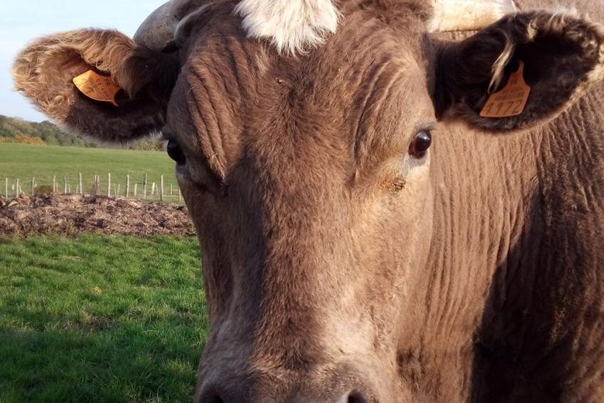 in Celles-En-Bassigny  umzäunter Garten - foto 24