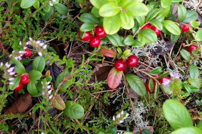 Bauernhaus-Wohnung bei Göta Älv in der Nähe von Göteborg - foto 15