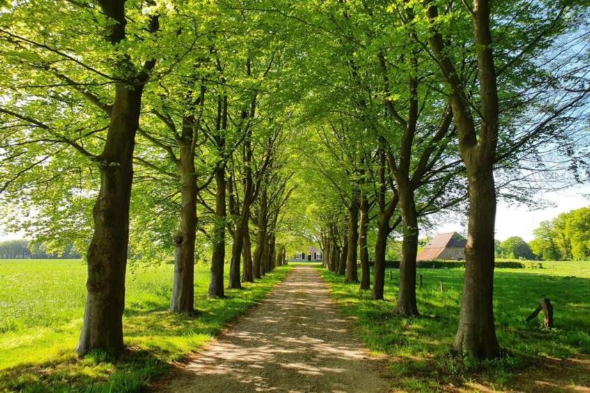 Boszicht 4 personen - foto 34