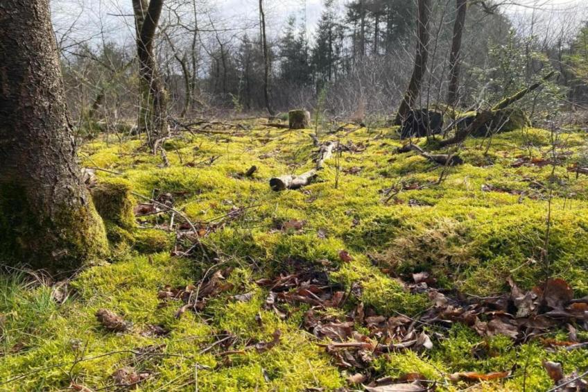 Park Haarle - foto 32