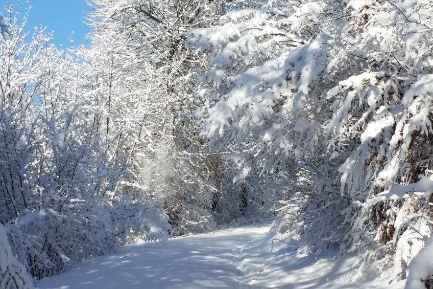 Palmgarten - foto 22