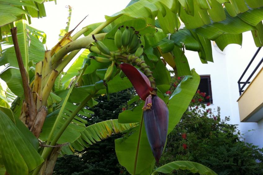 Aus dem Garten direkt an den Strand - foto 11