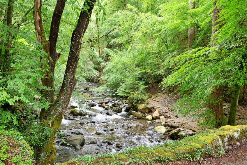 Hermon Bach - foto 6