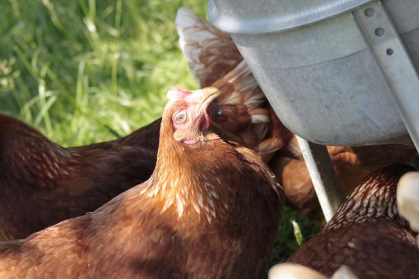 Bio Hof Rosentürmli gross - foto 7