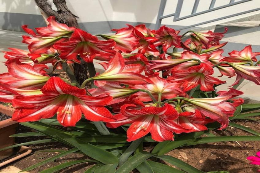 Apartments Villa Tanja - Two Bedroom Apartment with Terrace - foto 18