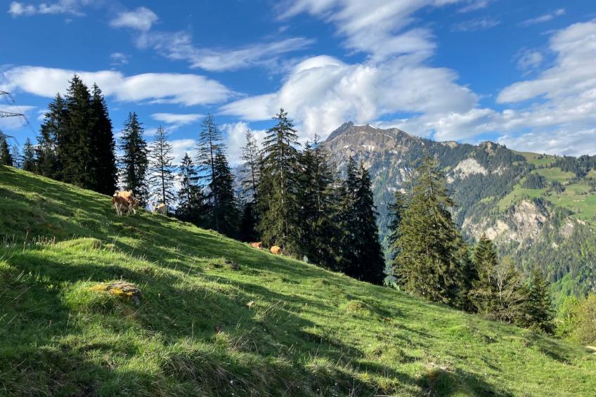 Hofuri, 1300m - foto 14