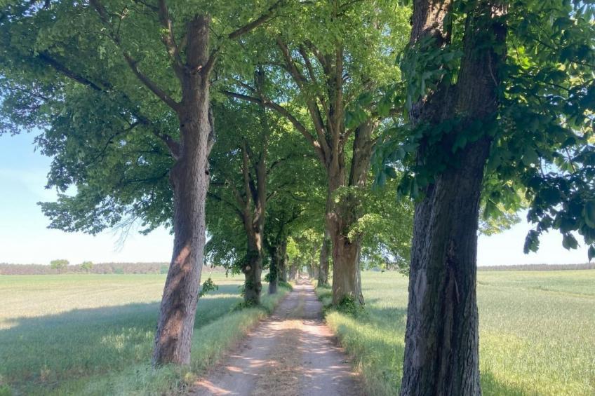 Bungalow Mecklenburgische Seenplatte - foto 26