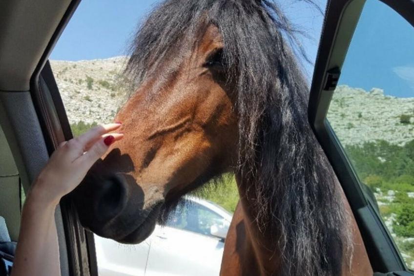 Villa Buljanovi Dvori - foto 38