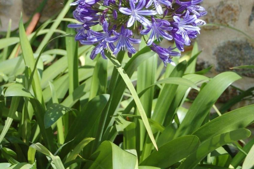 Wunderschönes Haus mit Garten in Lézardrieux - foto 11