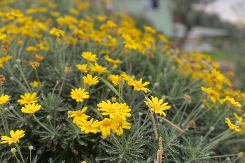 'Villa Camilla 2 - foto 9