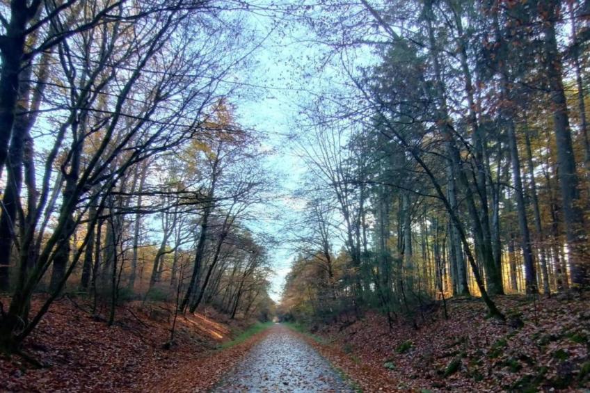 Rosenherz - foto 29