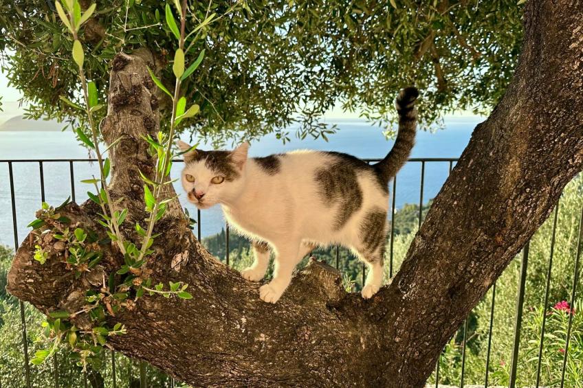 Prächtige Villa in spektakulärer Lage - foto 34