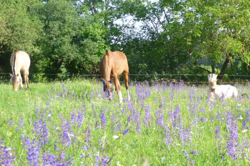 Haus mit Charme Komfort Ruhe Privatpool - foto 31