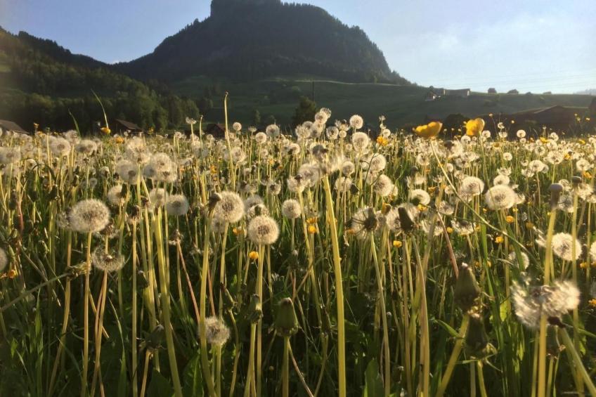 Wis (Stein) - foto 4