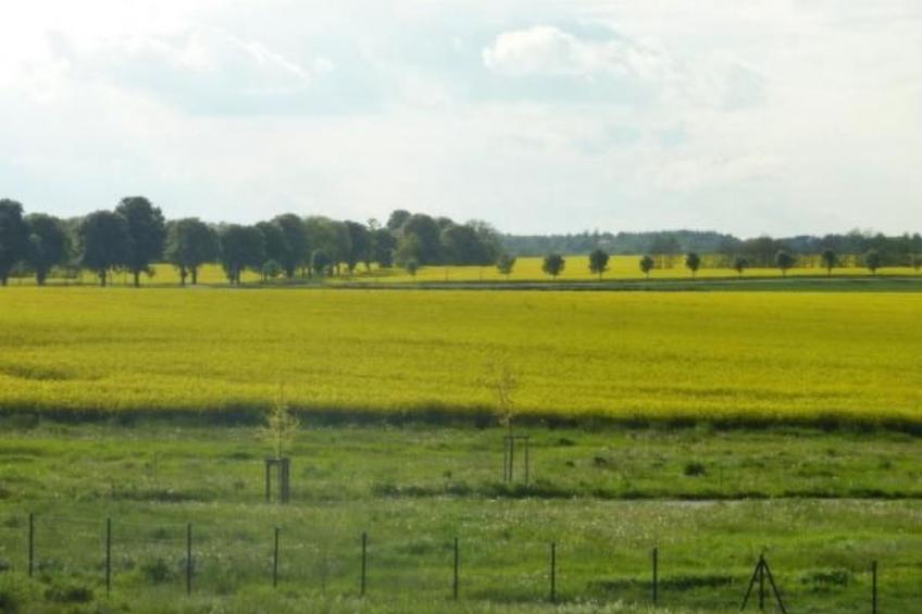 Mueritzbrise 3 mit Terrasse free WiFi - foto 11