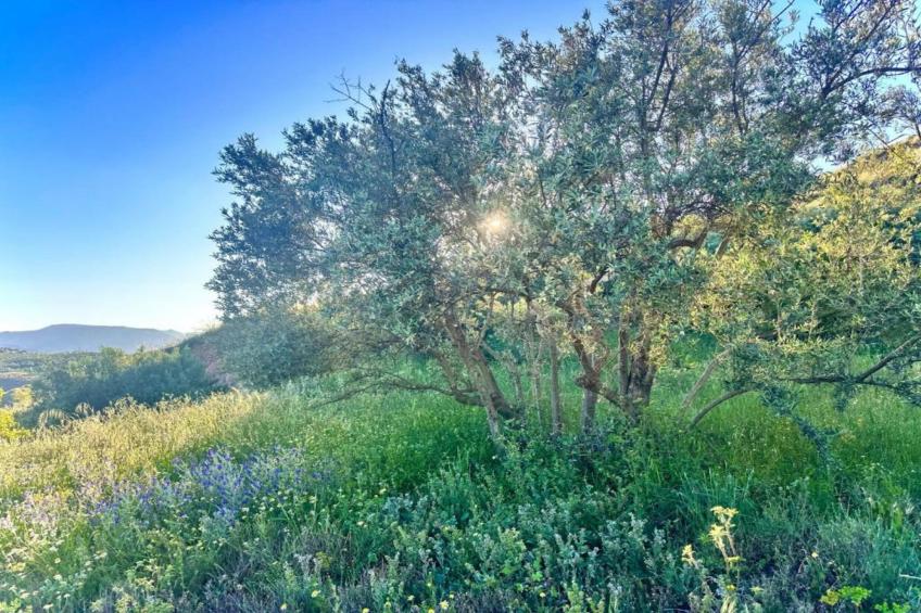 El Ensueno - foto 36