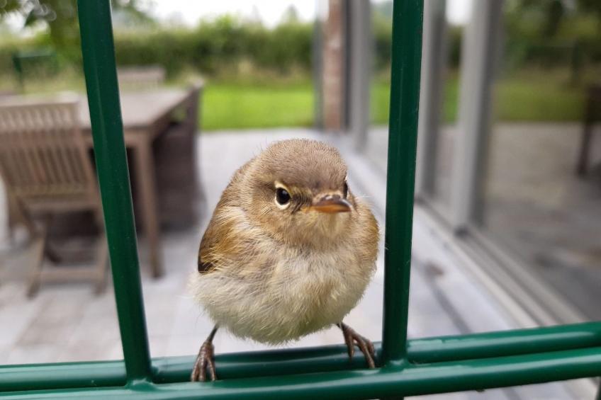 Hondsroos für 4 Personen - foto 14