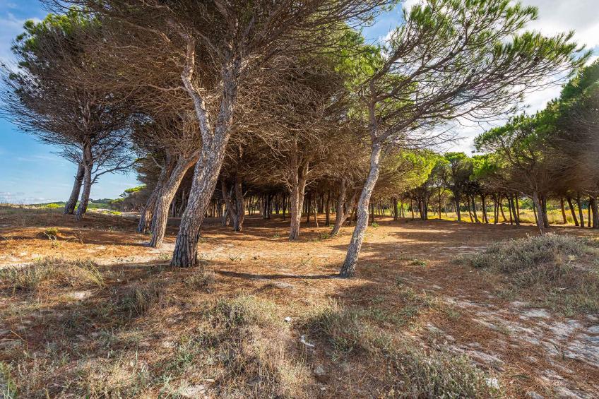 Vakantiewoning omgeven door de natuur - VW-P2WYX - foto 31
