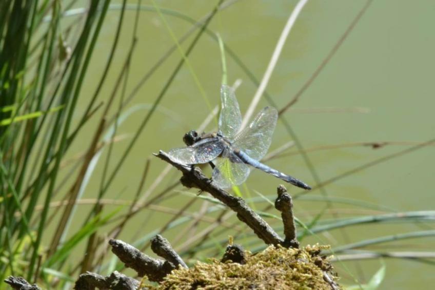 Maison de vacances - LOUBEJAC - foto 32