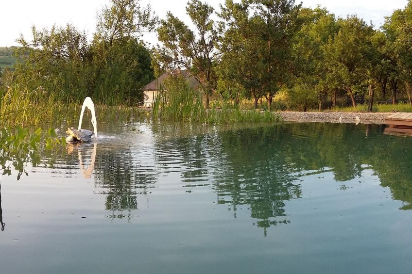 mit biologischem Schwimmteich - foto 5