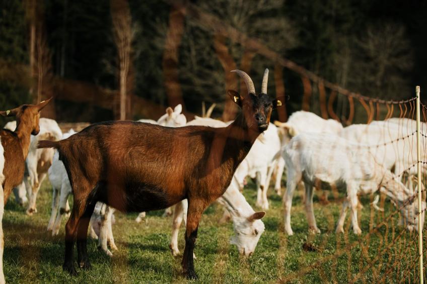 Hof Obertalgut - foto 14